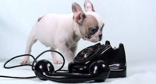 Photo of dog with a telephone
